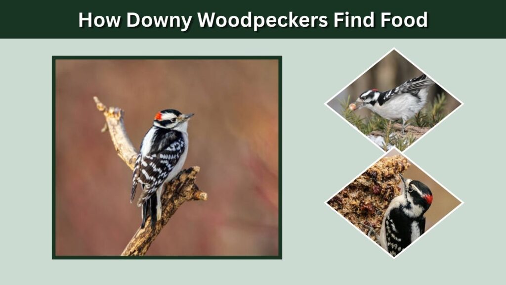 How Downy Woodpeckers Find Food