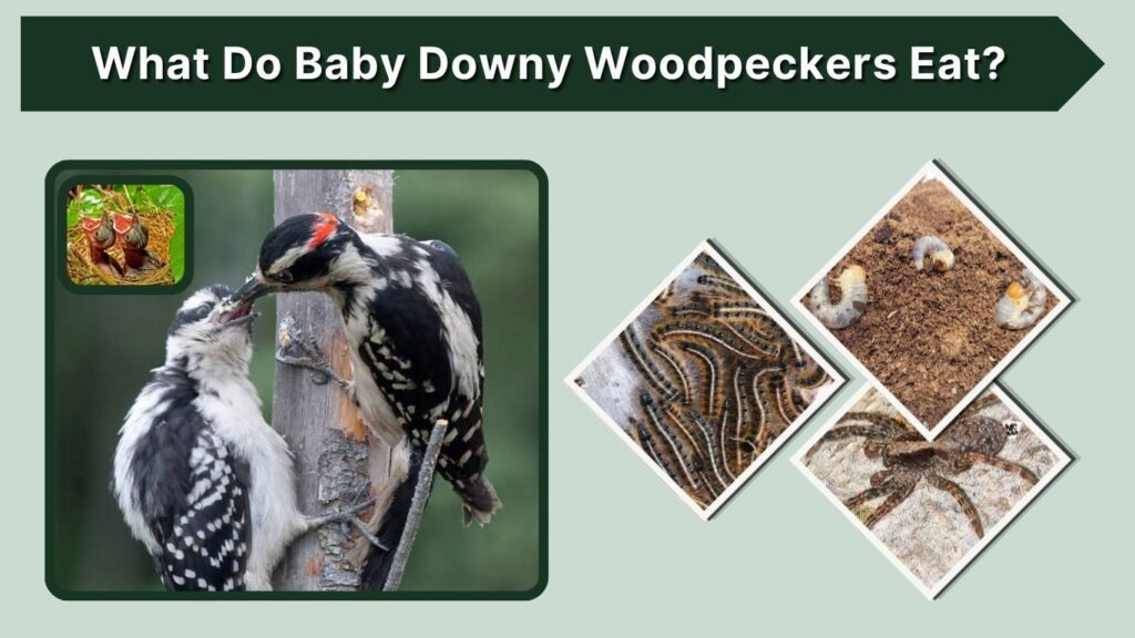 What Do Baby Downy Woodpeckers Eat?