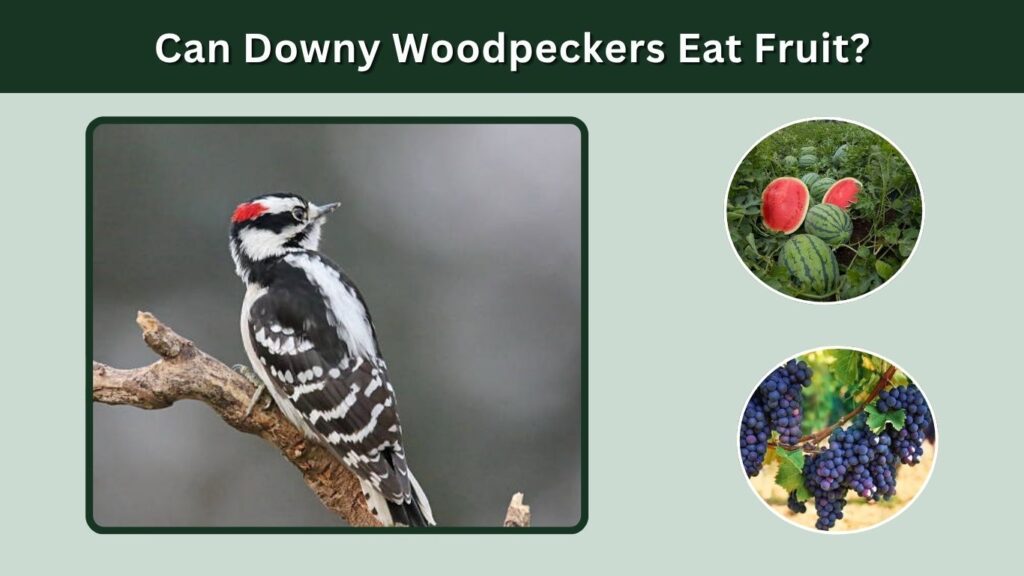 Can Downy Woodpeckers Eat Fruit?