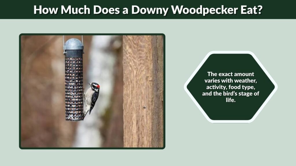 How Much Does a Downy Woodpecker Eat?