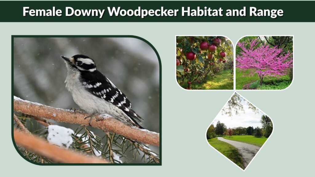 Female Downy Woodpecker Habitat and Range