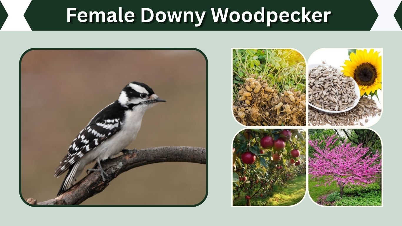 Female Downy Woodpecker: Identification and Male Comparison