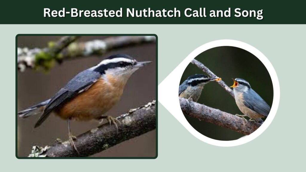 Red-Breasted Nuthatch Call and Song