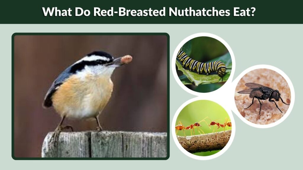 What Do Red-Breasted Nuthatches Eat?