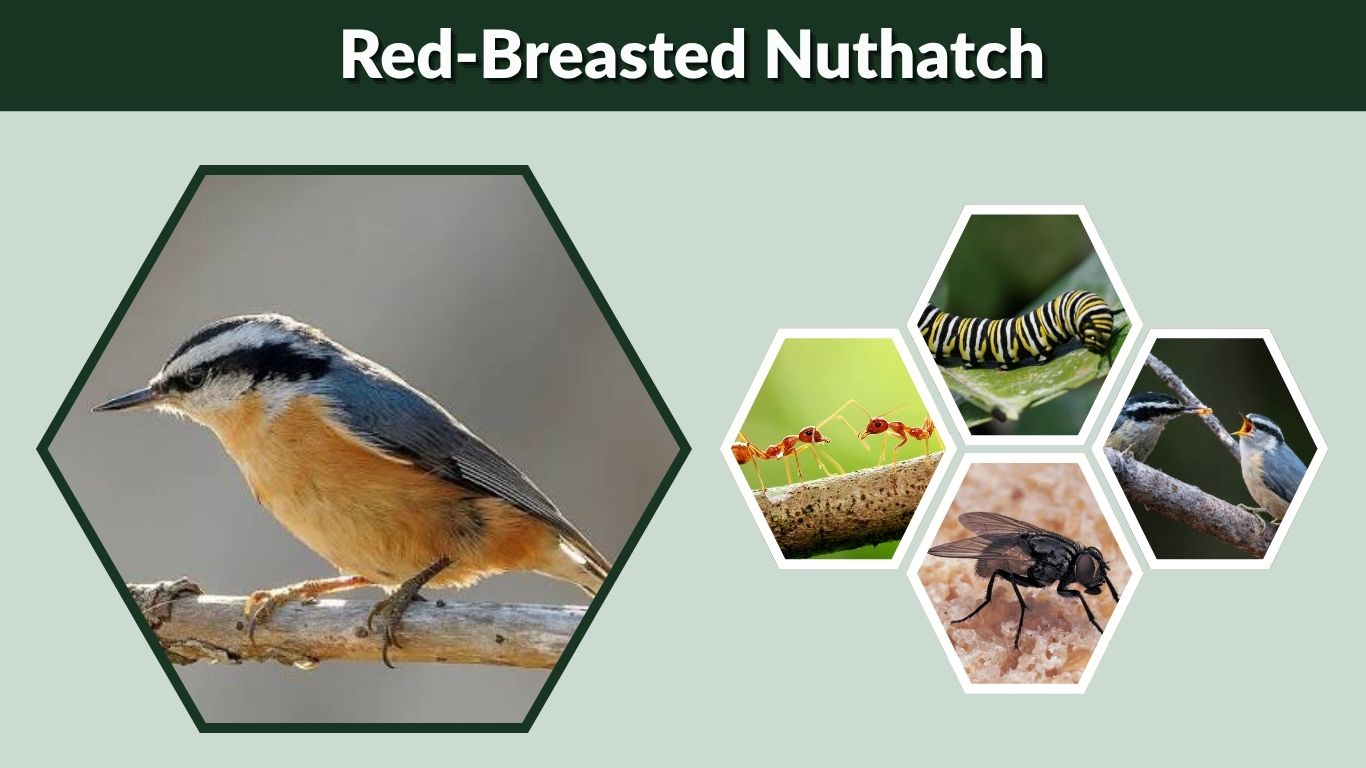 Red-Breasted Nuthatch: Identification, Call and Range
