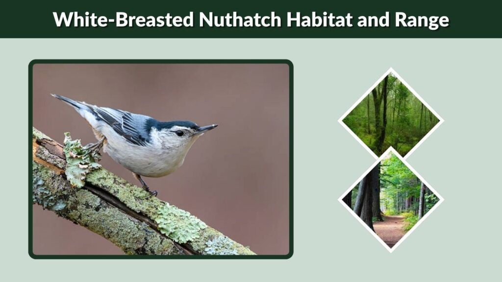 White-Breasted Nuthatch Habitat and Range