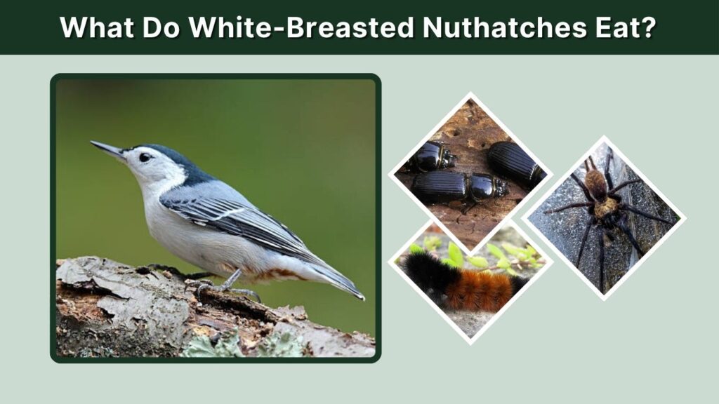 What Do White-Breasted Nuthatches Eat?