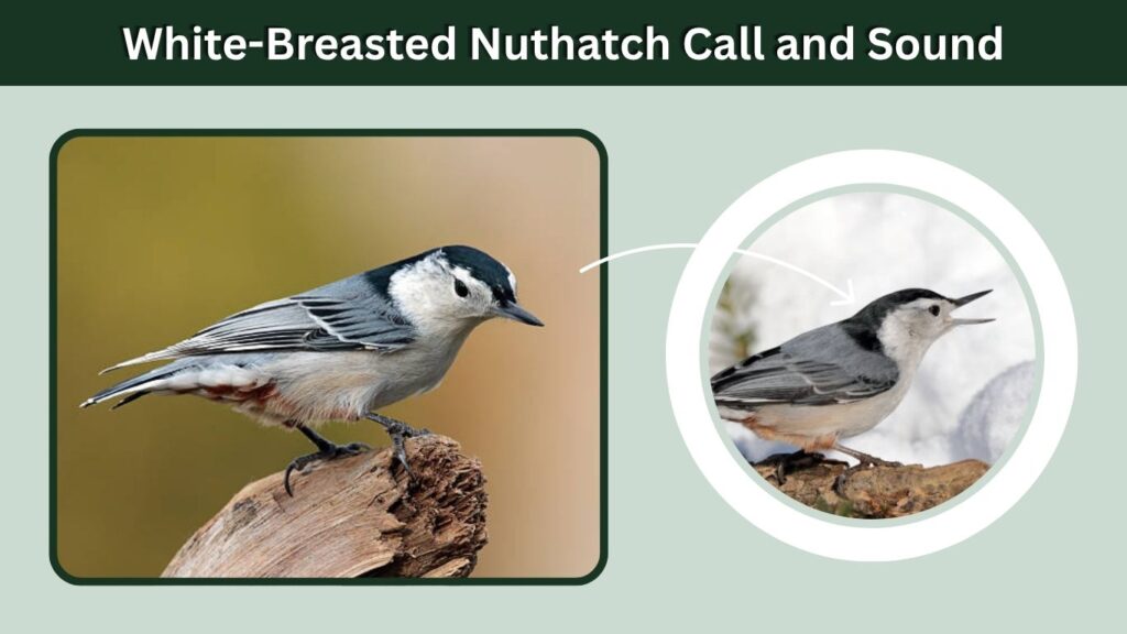 White-Breasted Nuthatch Call and Sound