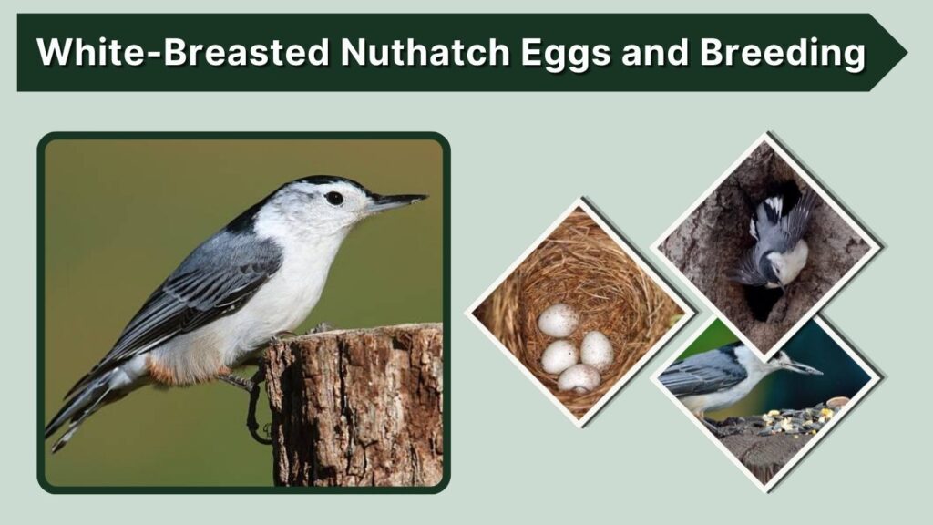 White-Breasted Nuthatch Eggs and Breeding