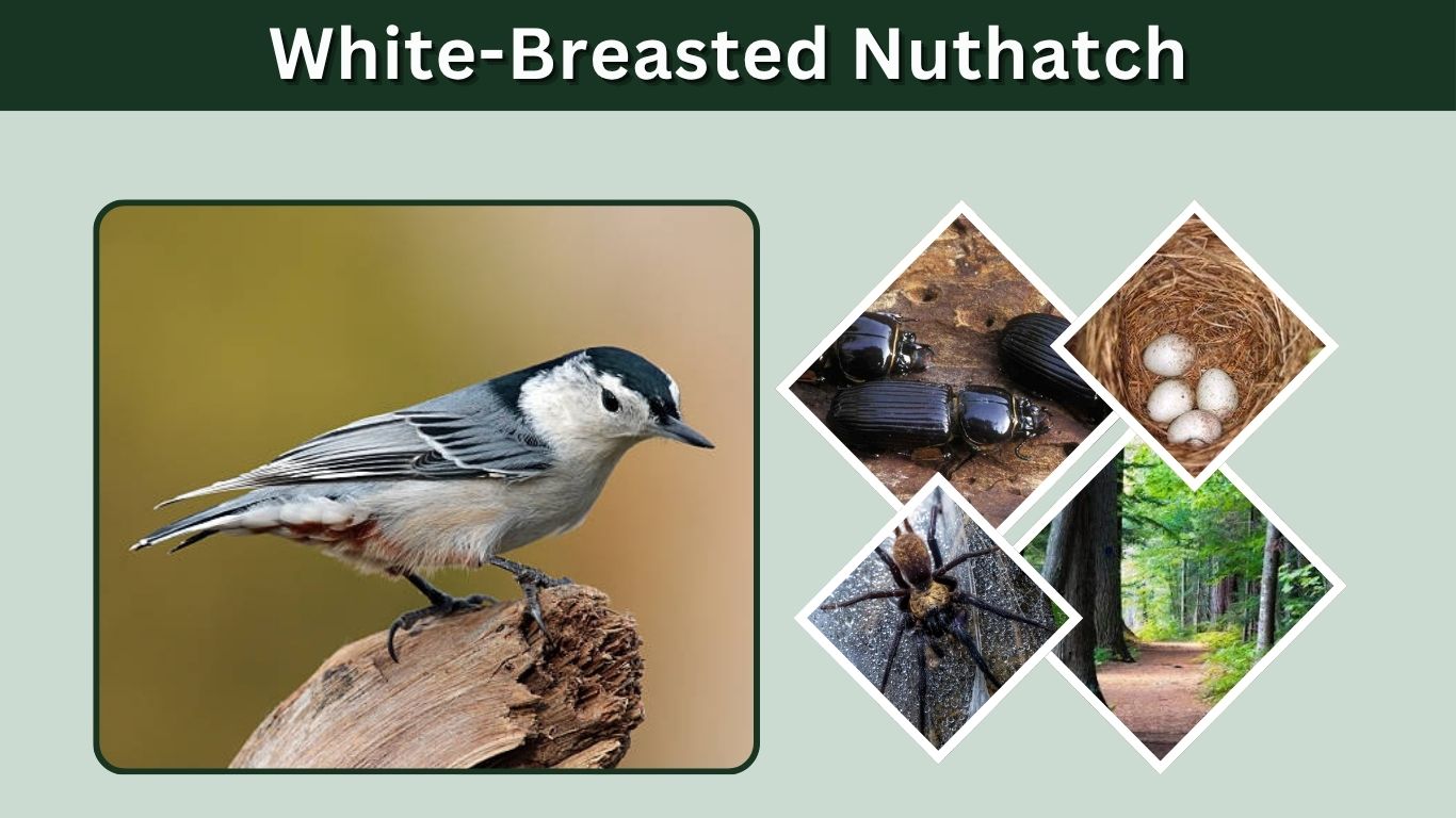 White-Breasted Nuthatch: Identification, Diet, Call and Facts