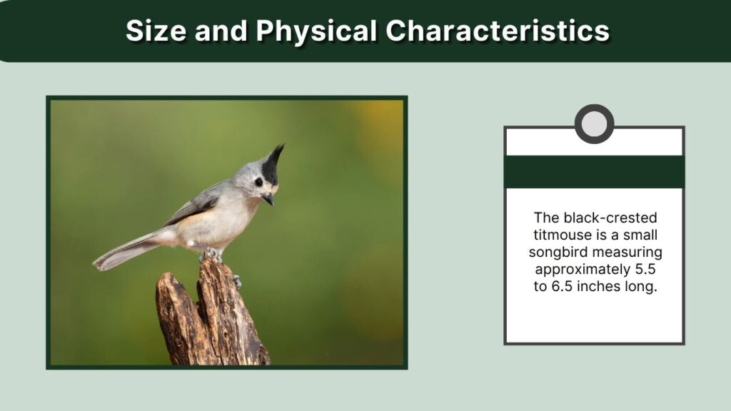 Size and Physical Characteristics