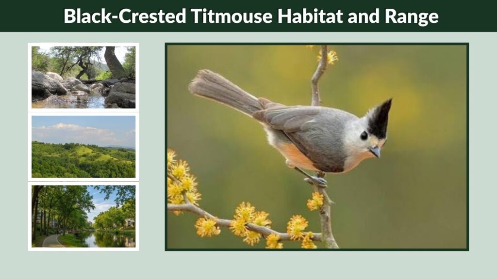Black-Crested Titmouse Habitat and Range