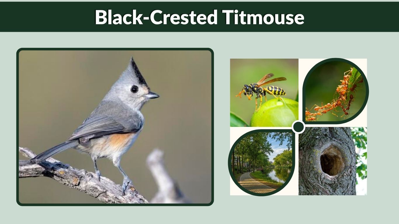 Black-Crested Titmouse: Id, Habitat, Diet, Call and Facts