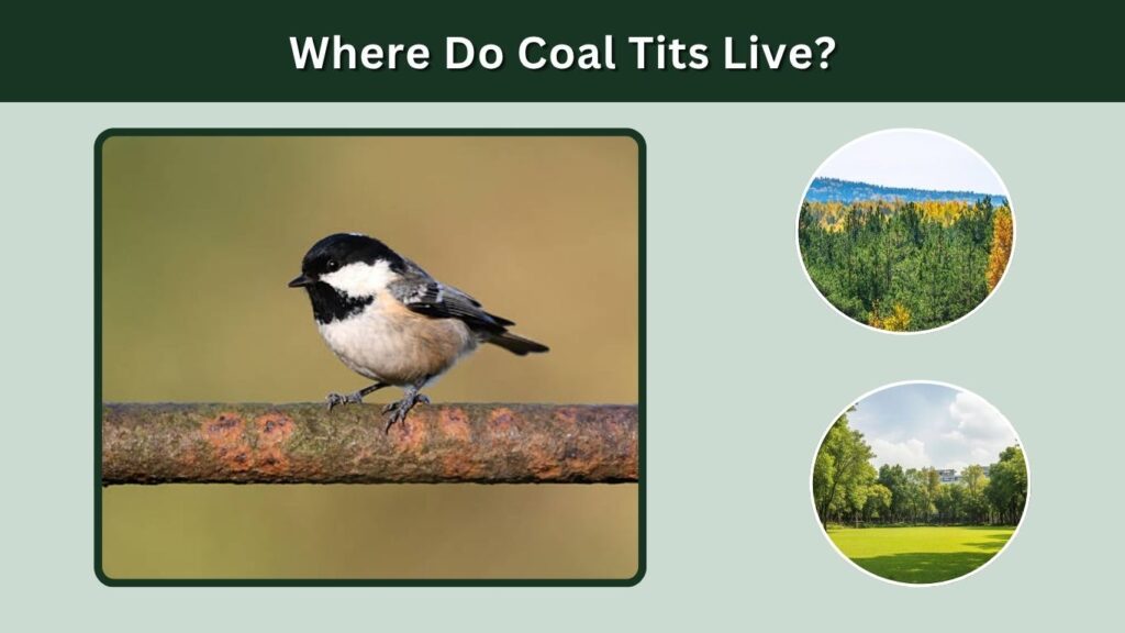 Where Do Coal Tits Live?