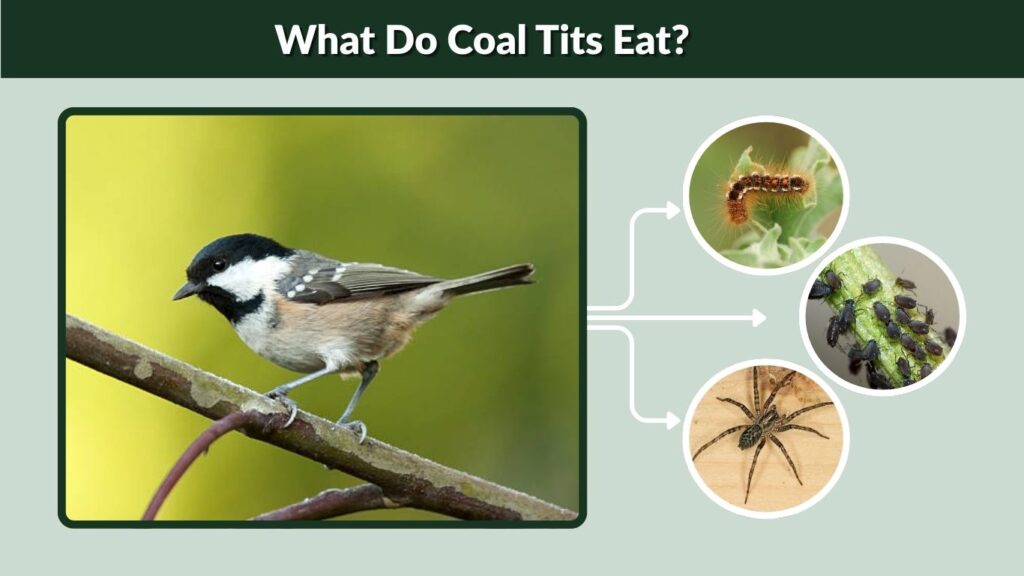 What Do Coal Tits Eat?