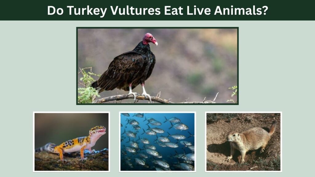 Do Turkey Vultures Eat Live Animals?