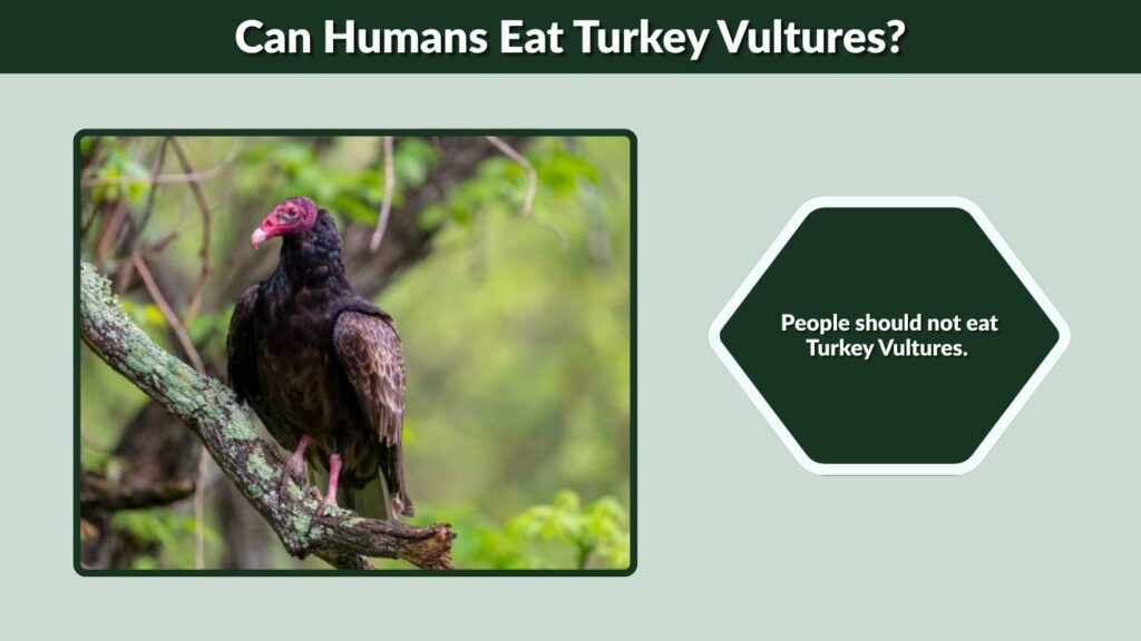 Can Humans Eat Turkey Vultures?