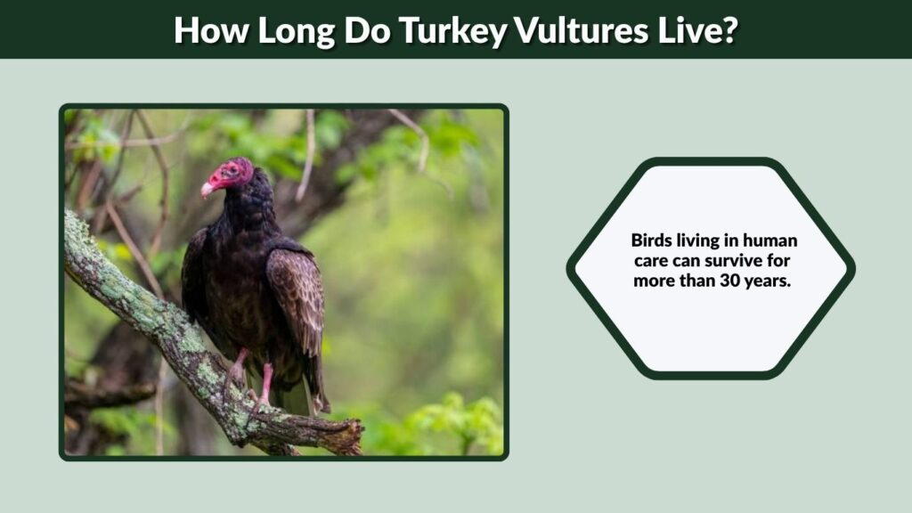 How Long Do Turkey Vultures Live?
