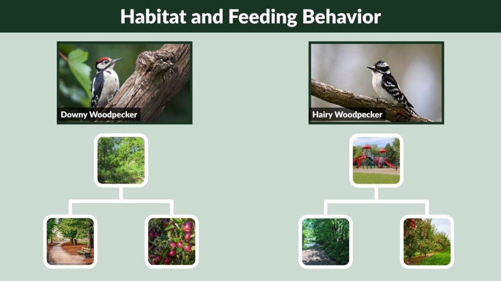 Habitat and Feeding Behavior