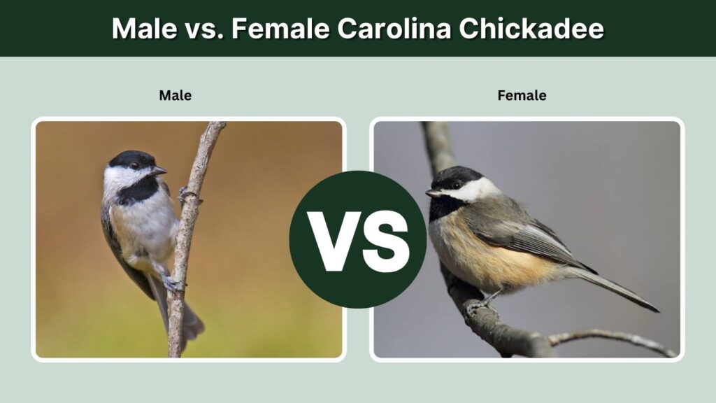Male vs. Female Carolina Chickadee