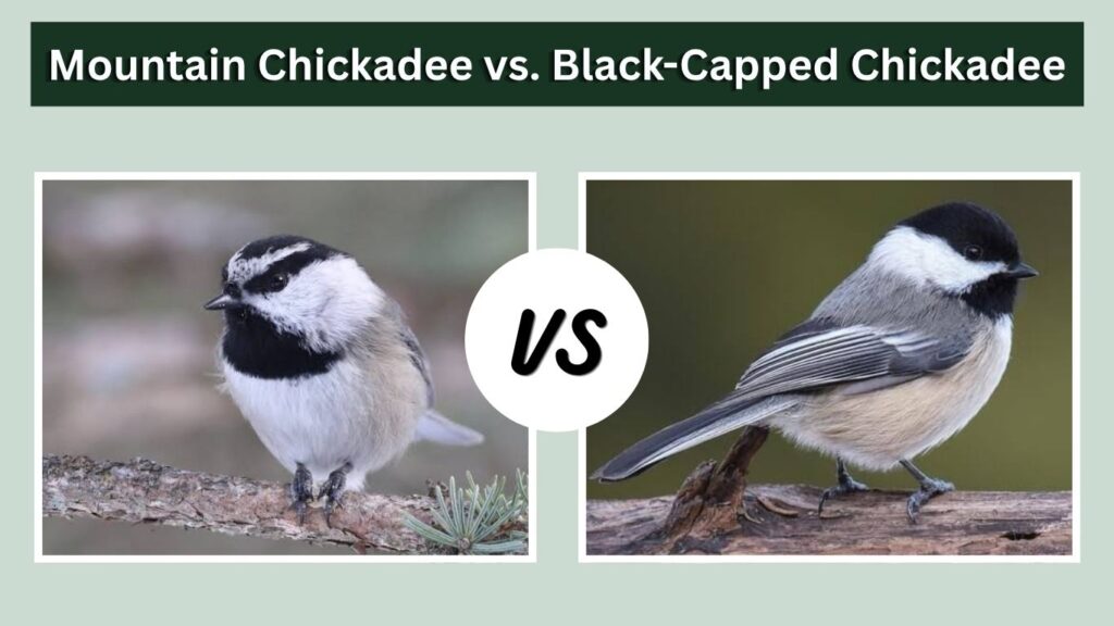 Mountain Chickadee vs. Black-Capped Chickadee