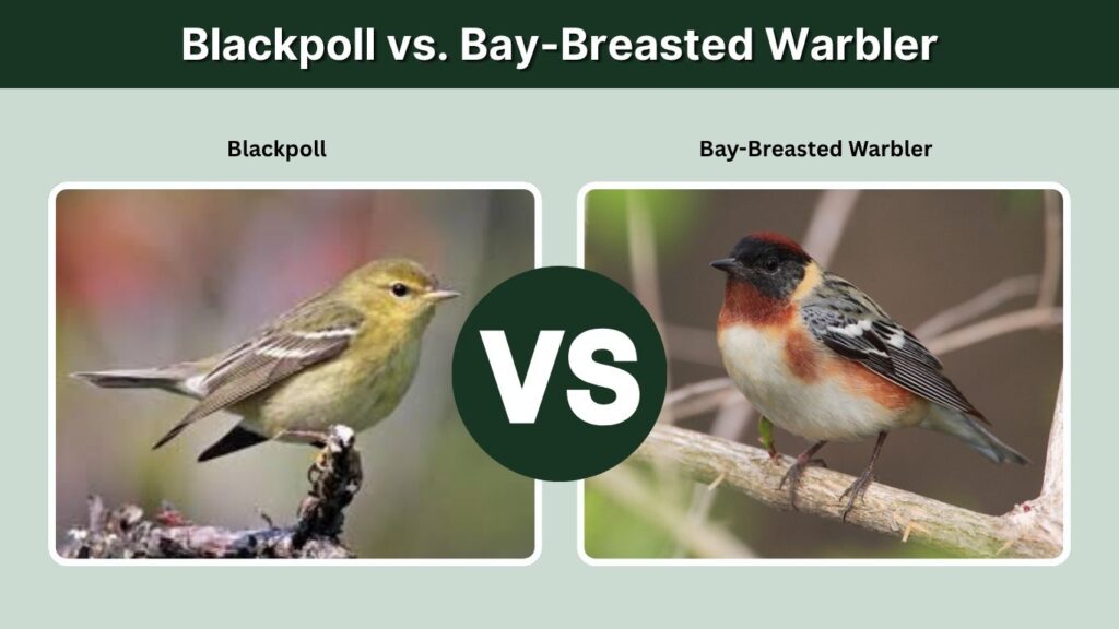 Blackpoll vs. Bay-Breasted Warbler