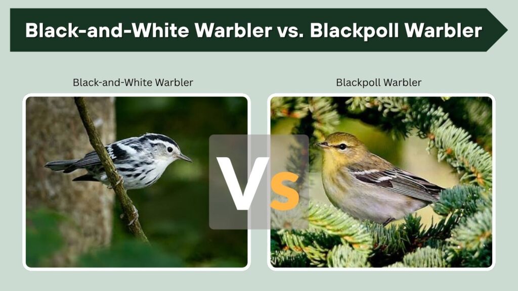 Black-and-White Warbler vs. Blackpoll Warbler