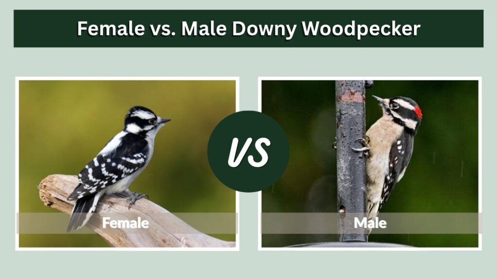 Female vs. Male Downy Woodpecker