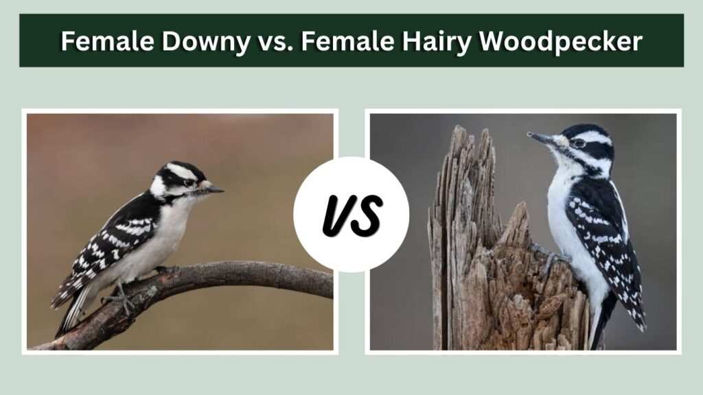 Female Downy vs. Female Hairy Woodpecker