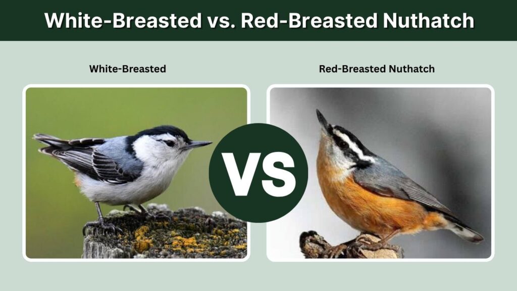 White-Breasted vs. Red-Breasted Nuthatch