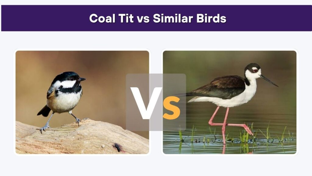 Coal Tit vs Similar Birds