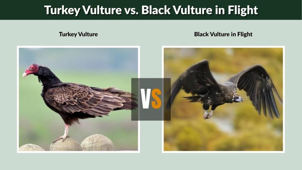 Black Vulture in Flight