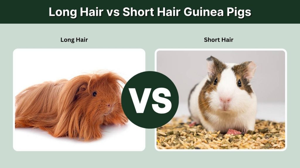 Long Hair vs Short Hair Guinea Pigs