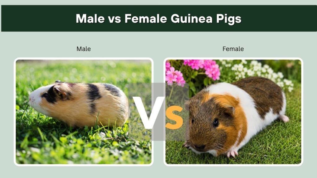 Male vs Female Guinea Pigs