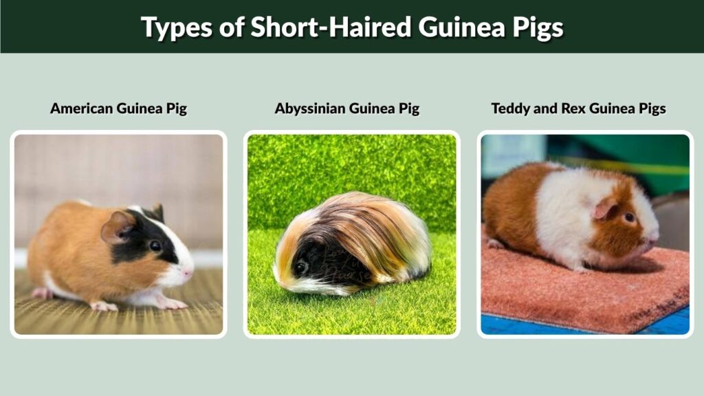 Types of Short-Haired Guinea Pigs