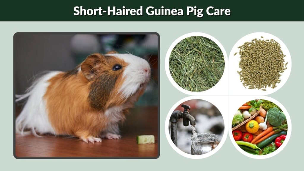 Short-Haired Guinea Pig Care