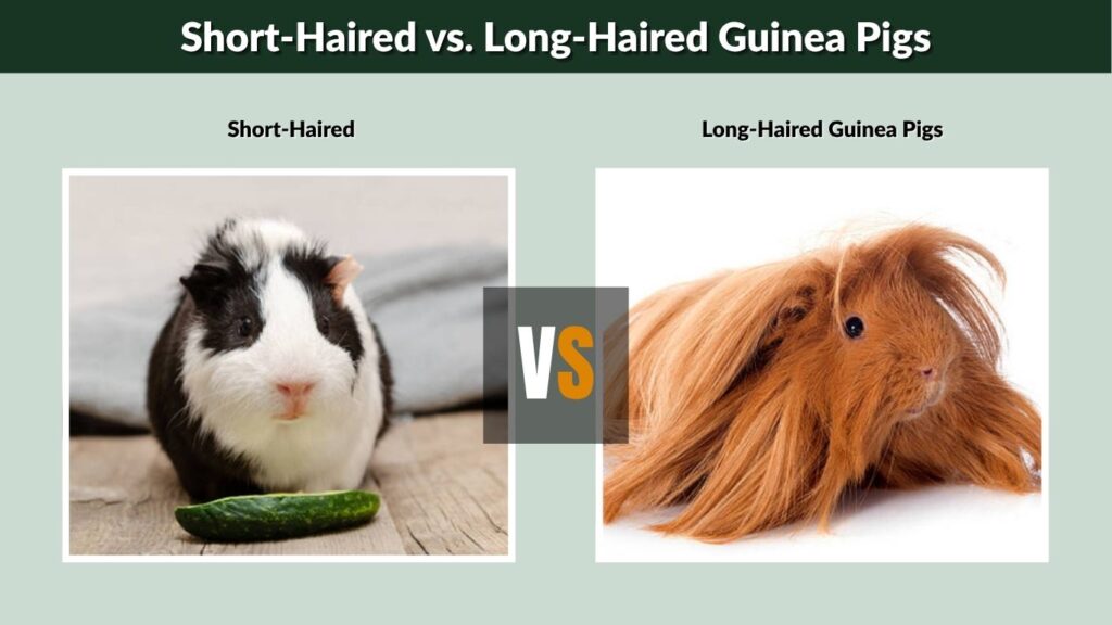 Short-Haired vs. Long-Haired Guinea Pigs