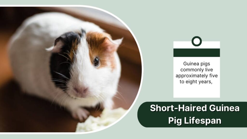 Short-Haired Guinea Pig Lifespan
