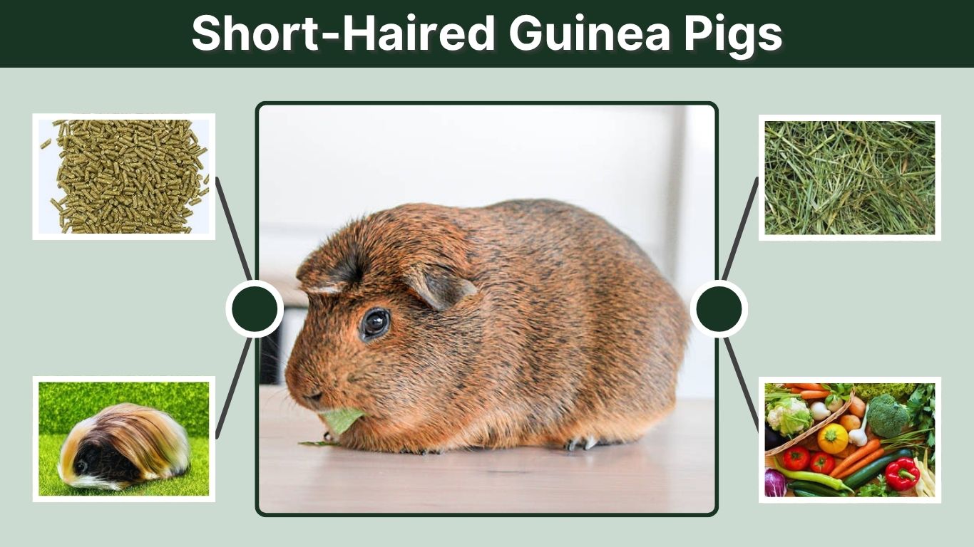 Short-Haired Guinea Pigs: Breeds, Care, and Lifespan