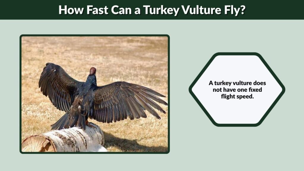 How Fast Can a Turkey Vulture Fly?