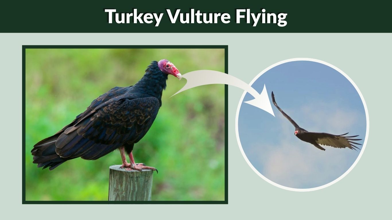 Turkey Vulture Flying: Height, Speed, Pattern, and Facts