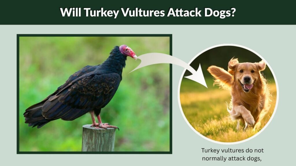 Will Turkey Vultures Attack Dogs?